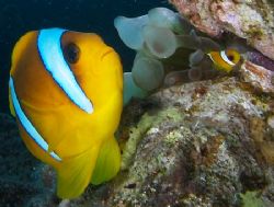 Adult and juvenile Clownfish taken at Sharksbay with E300. by Nikki Van Veelen 